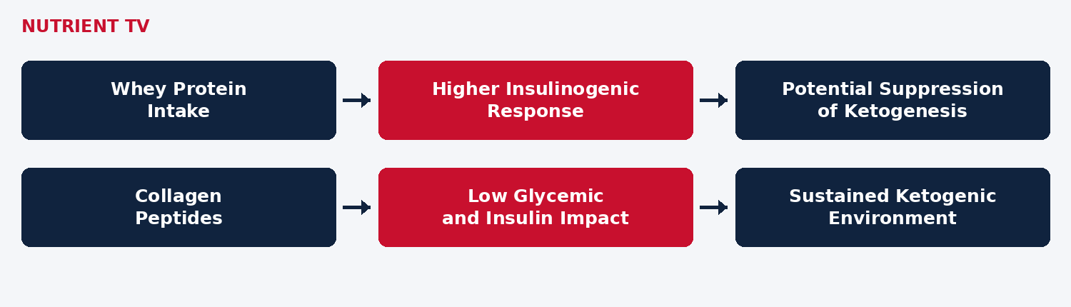 Two editorial pathways comparing whey protein and collagen peptides with insulin response and ketogenesis.